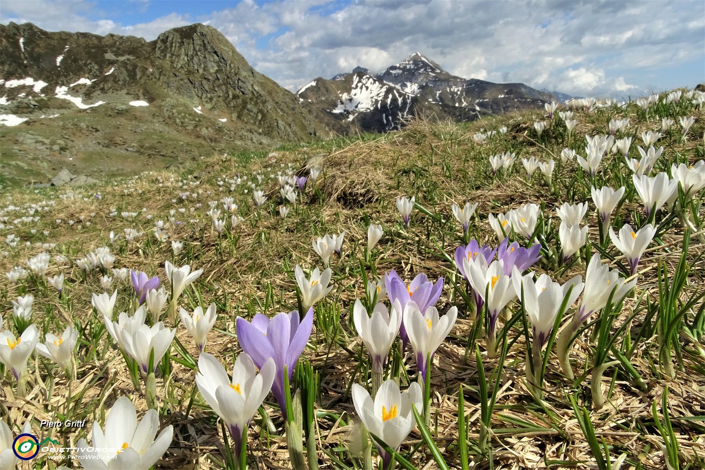 80 Estese fioriture di crocus con vista in Azzaredo e Cavallo.JPG